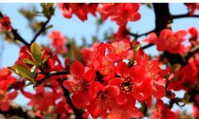The Cultivation and Precautions of Pyracanthus (From Choosing Varieties to Fertilizing and Prevention, Helping You Easily Create a Beautiful Pyracanthus Garden)