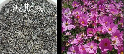 Unveiling the Origin of Cosmos: Exploring the Story Behind the Sea of Flowers