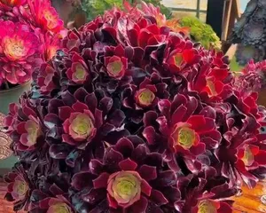 The Ultimate Guide to Growing succulent monks (From acquisition to propagation, making you a must-learn course for succulent monks)