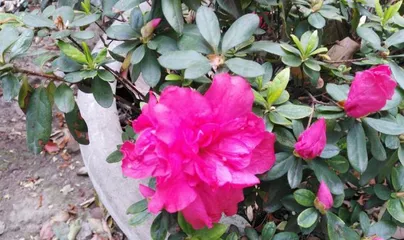 Top 10杜鹃 flower varieties (Countdown to the treasures of the rhododendron world, get to know these top 10 varieties)
