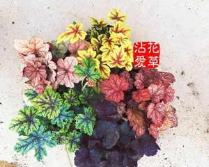 Colorful foliage plants (Exploring the colorful world of foliage plants)