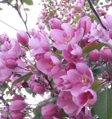 The Flower Language and Symbolism of Flowering Crabapple (Exploring the Connotation and Aesthetic Value of Flowering Crabapple)