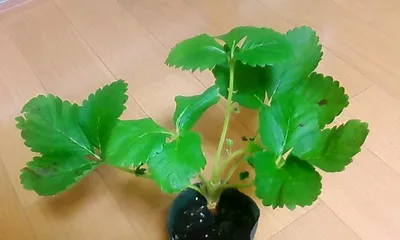 Strawberry Indoor Growing Guide (Enjoy the Fun of Strawberries All Year Round, Master Indoor Cultivation Techniques)