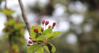 The Secret of the Crabapple Flowering (Unveiling the Flowering Cycle and Influencing Factors of Crabapple Flowers)