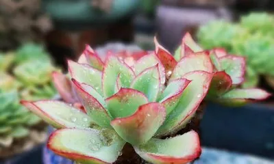 The light requirements of succulents (Do succulents like sunlight? Shade? Or both?)
