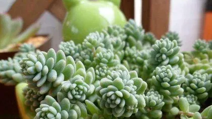 Caring for Succulents in Winter (Keeping Succulents Healthy and Thriving in the Cold Winter)