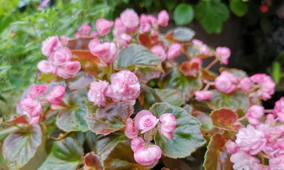 The watering method for hawthorns (reasonable watering time and frequency make hawthorns healthier)