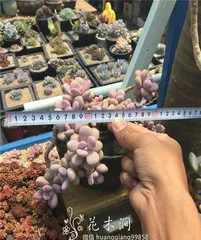 The Cultivation Methods of Echeveria derenbergii (Creating a Unique Succulent Garden)