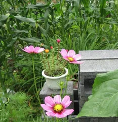 How to plant multiple seedlings in a single pot of marigolds (number of seedlings that can be planted in a pot of marigolds, planting techniques, and precautions)