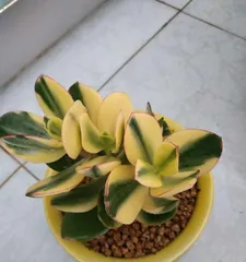 The Beauty of Succulents—Unique Appearances and Unique Growth Habits (Exploring the Looks, Characteristics, and Growth Methods of Succulents)