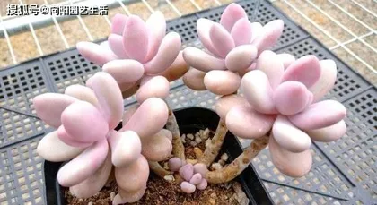 How to safely get through the summer with Echeveria 'Peach Delight' (How to protect Echeveria 'Peach Delight' from the heat? What precautions should be taken when cultivating it in summer?)