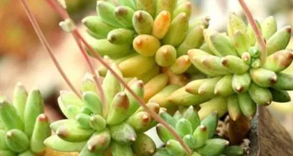 Succulent Cultivation Methods and Precautions (Create a Succulent World, Grasp the Key to Cultivation)