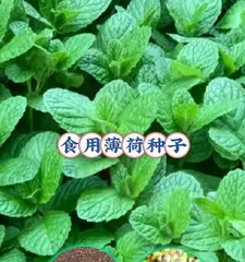 How to Deal with Bugs on Mint (Effectively Remove Pests on Mint, Ensure Health)