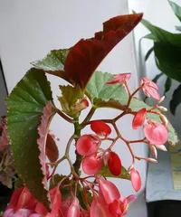 How to Water Four Seasons Begonia Reasonably (Growth Characteristics and Watering Techniques of Four Seasons Begonia)