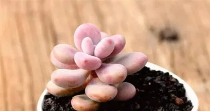Care for Summer Succulent Peach Egg (Creating a Flourishing Scene of Succulent Peach Eggs)