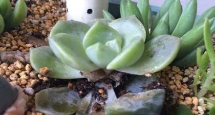 What should I do if my succulent's roots are rotten (Save my beloved succulent, let it regain its vitality!)