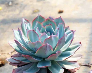 Cultivation Methods for Strawberry Roll Echeveria (Creating a Succulent Garden, Enjoying the Beauty of the Succulent World)