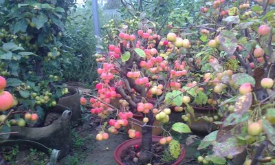 The technique and best time for海棠 budding grafting (Mastering the art of海棠 budding grafting to enhance bonsai beauty, the best time improves survival rates)