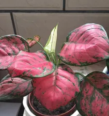 The Flowering Miracle of the Colorful Dieffenbachia (Exploring the Beauty and Mystery of the Colorful Dieffenbachia's Flowers)