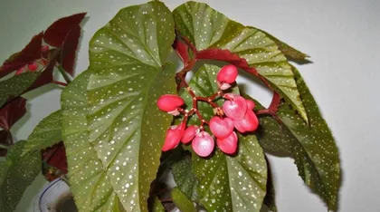 Methods and Precautions for Growing Begonias (Creating a Beautiful Garden, Starting with Begonias)