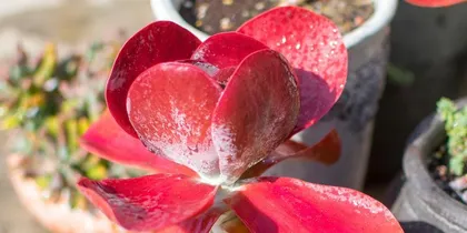 The Ultimate Guide to Propagating Echeveria Derwentii (Methods, Precautions, Tips – A Must-Read Guide)