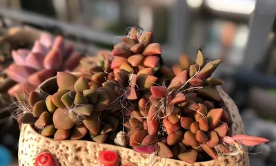 The Ultimate Care Guide for Snowflake Pincushion (Creating a Fresh Succulent Look, Starting with Snowflake Pincushion)