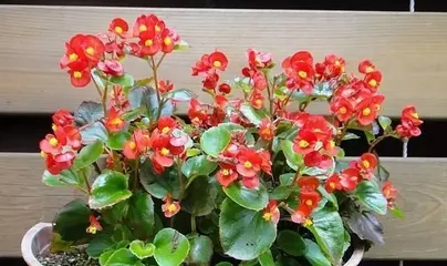Blooming Season and Appreciation Techniques of Four-Season Begonia — Good Places to Enjoy Flowers