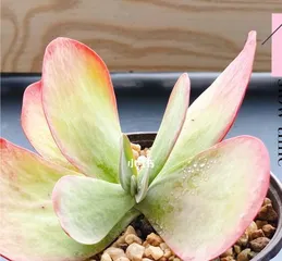 Can succulent Echeveria be rained on? Is water its friend or enemy?