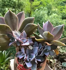 Succulent First Love Cultivation Guide (Start Here to Create Stunning First Love Succulents!)