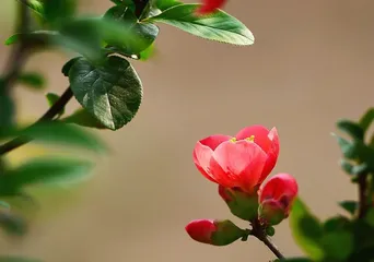 The Cultivation and Care of Pyracantha (Creating a Beautiful Pyracantha Garden,)