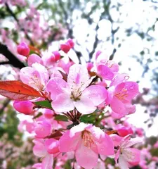 The blossoming of hawthorns in spring (Exploring the blooming patterns and charm of hawthorn flowers)