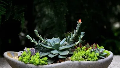 What to do if succulents are overwatered? (5 signs of overwatering succulents and 7 rescue methods)