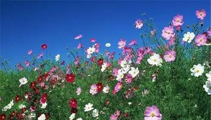 Cultivation Techniques for Cosmos (In which months is it most suitable to plant cosmos?)