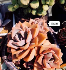 Rainbow succulent varieties - How to make them burst in growth (Complete tips, achieving the ultimate beauty of succulents bursting)