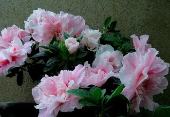 Cultivation Methods for Azaleas in Autumn (Family Care, Keeping Azaleas Healthy and Thriving)