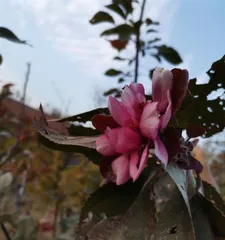 The entire process of flowering and fruiting of a crabapple tree (beautiful blooming flowers, from bud to fruit)