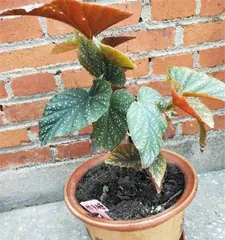 What should I do if the hawthorn doesn't have leaves? (Reasons and solutions for hawthorn lacking leaves)