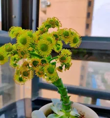 What season is best for planting succulents? (The best planting time and precautions for succulent plants)