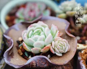 How to care for ice plants to encase them? (Become a succulent expert, master the secrets of nurturing)
