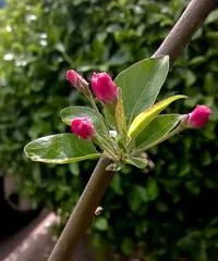 What to do if the hawthorn doesn't bloom? (Solutions for hawthorn not blooming, let your hawthorn bloom beautiful flowers!)