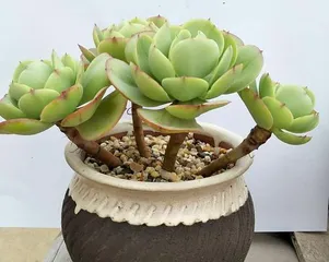 Points to note when growing succulent peaches in winter (warming methods and frost prevention measures for succulent peaches)