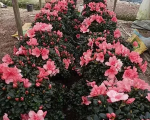Winter Care for Azaleas (Is it okay to keep them outdoors? How to prevent frost damage? Let's find out!)