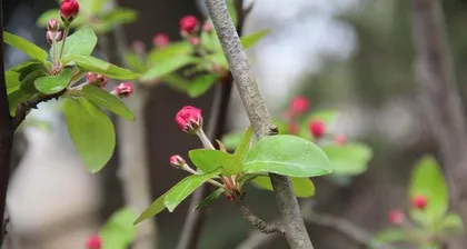 The reasons why hawthorns do not bloom (exploring related issues about hawthorn blooming)