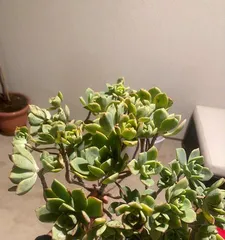 The Wonderful World of Succulents (Exploring the Growth Characteristics, Reproduction Methods, and Care Techniques of Succulents)