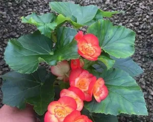 海棠适合室内养吗?答案在这里(探讨海棠花的适应性和养护技巧)3