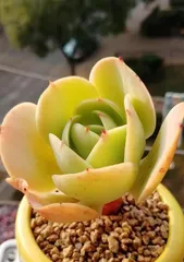 Cultivation Methods and Precautions for Jade Peach Succulents (The Ultimate Guide to Perfectly Cultivating Jade Peach Succulents for a Fresh and Chic Terrarium)