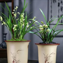 Steps and Techniques for Growing Orchids in Pots (Creating a Beautiful Garden, Starting with Orchids)