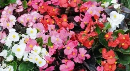 The hawthorn is in full bloom, the spring atmosphere is vibrant (Exploring the season and time of hawthorn blossoming)