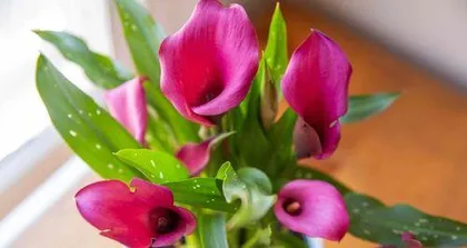 Characteristics of the blooming period of colored callas (How many times do they bloom in a year? Analysis of the blooming pattern of colored callas)