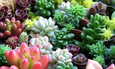 Growth temperature of succulents: How to create a suitable growing environment